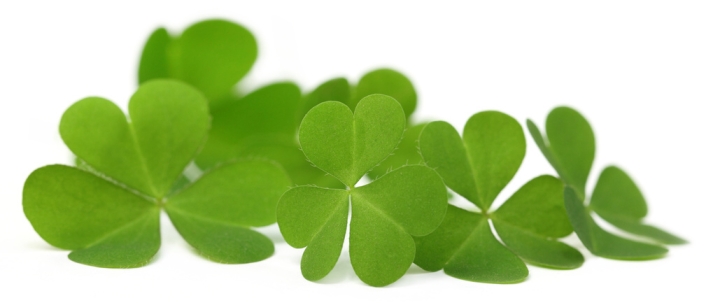 shamrocks